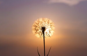 A Poem from a 17 year girl Living with Bipolar Disorder